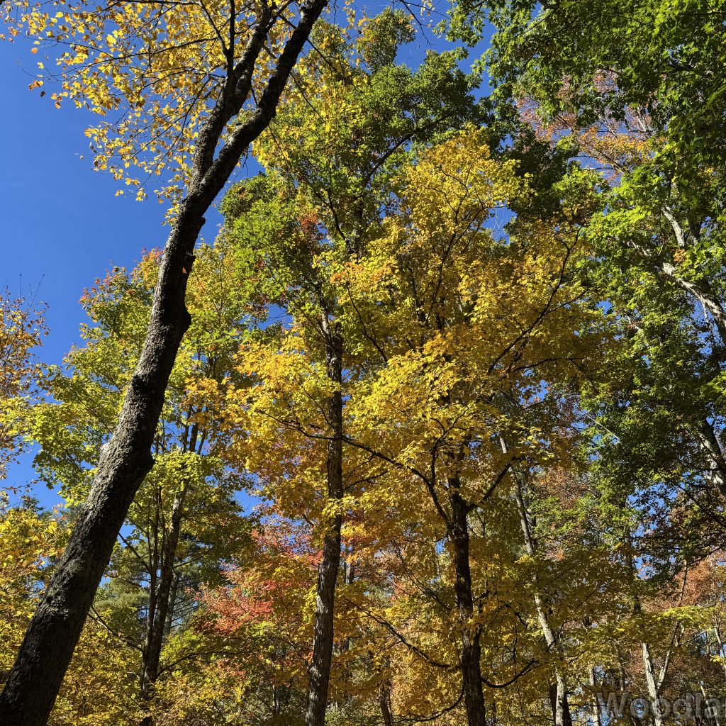 Bright sunlight illuminating trees with green and yellow leaves