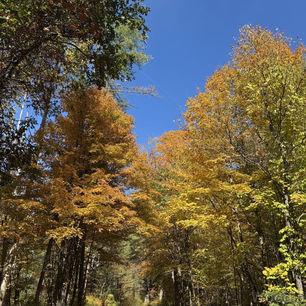 Trees with various shades of yellow leaves against a bright blue sky