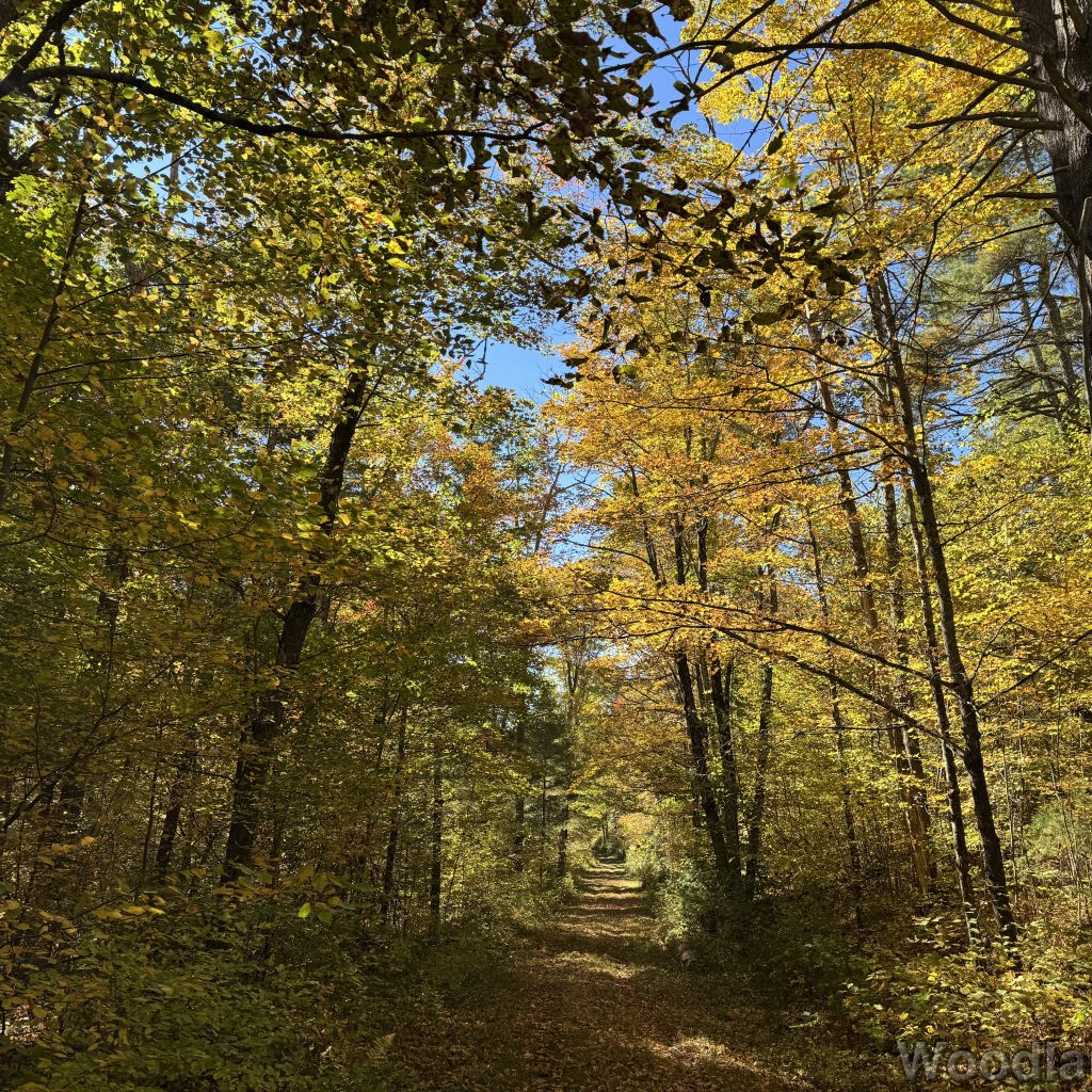 Forest trail surrounded by yellow fall foliage