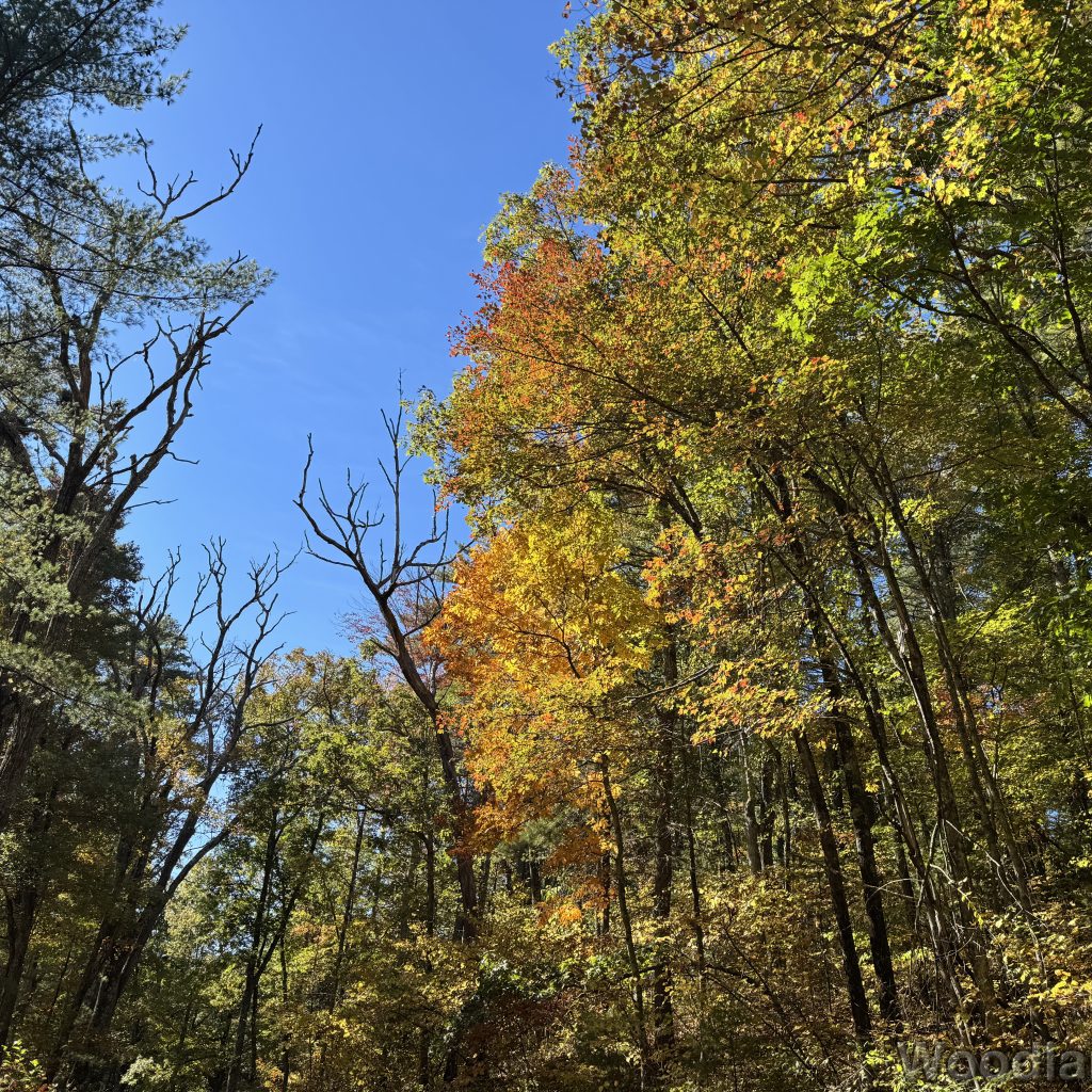 Sunlight illuminating trees with leaves changing color