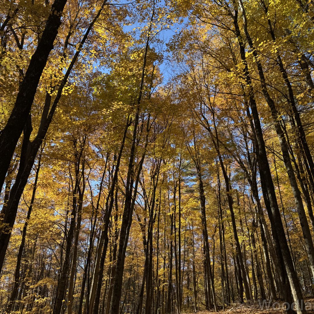 Forest filled with yellow foliage at peak of fall