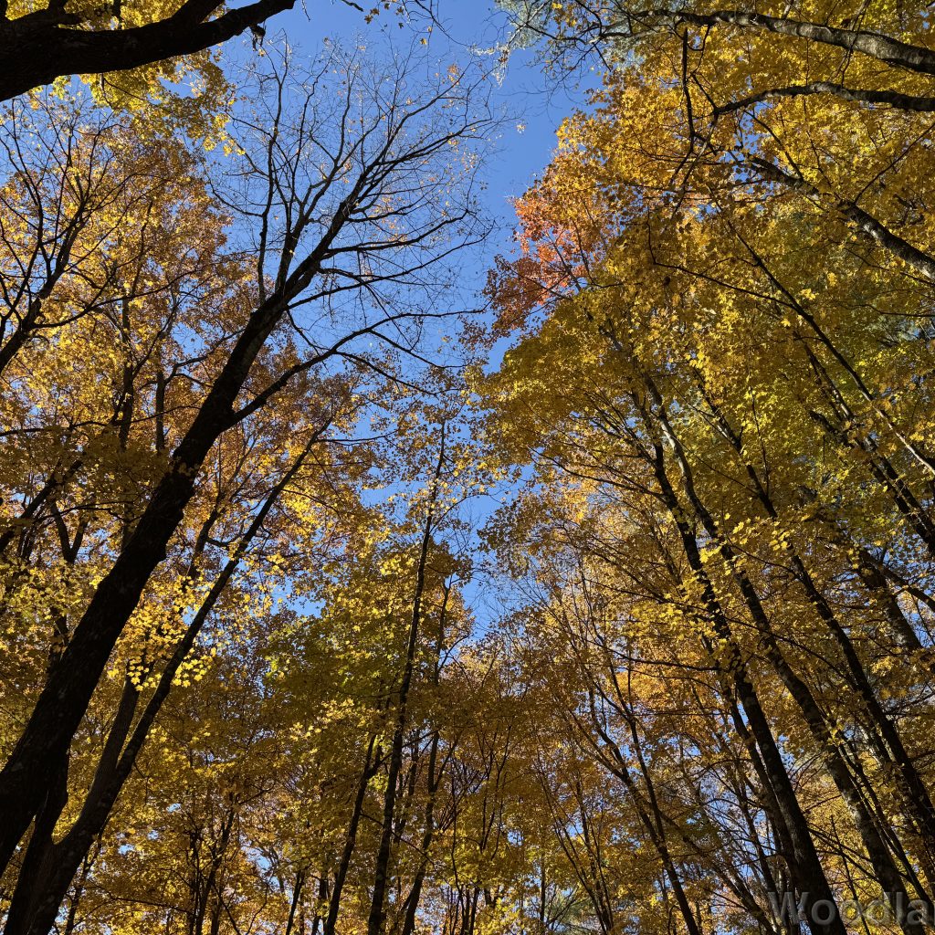 Bright yellow foliage reaching toward the blue sky