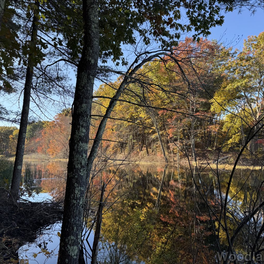 Yellow and orange fall foliage reflecting on the water of a still brook