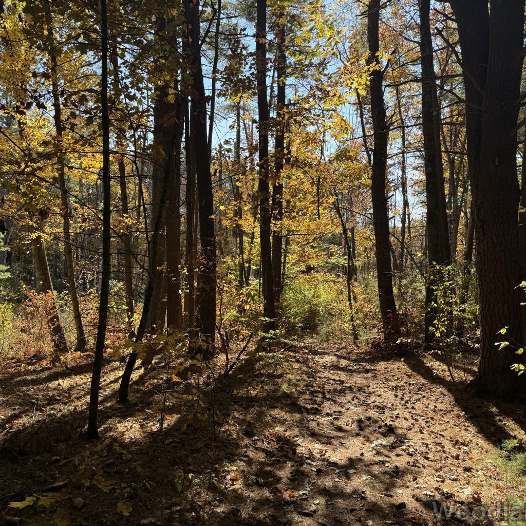 Sunlight streaming through yellow foliage onto the forest floor