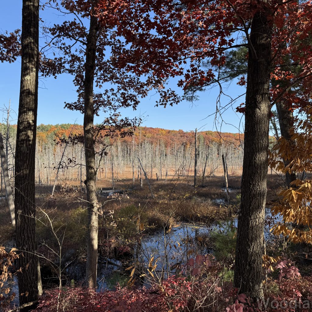 Beaver pond surrounded by trees with fall colors and barren branches