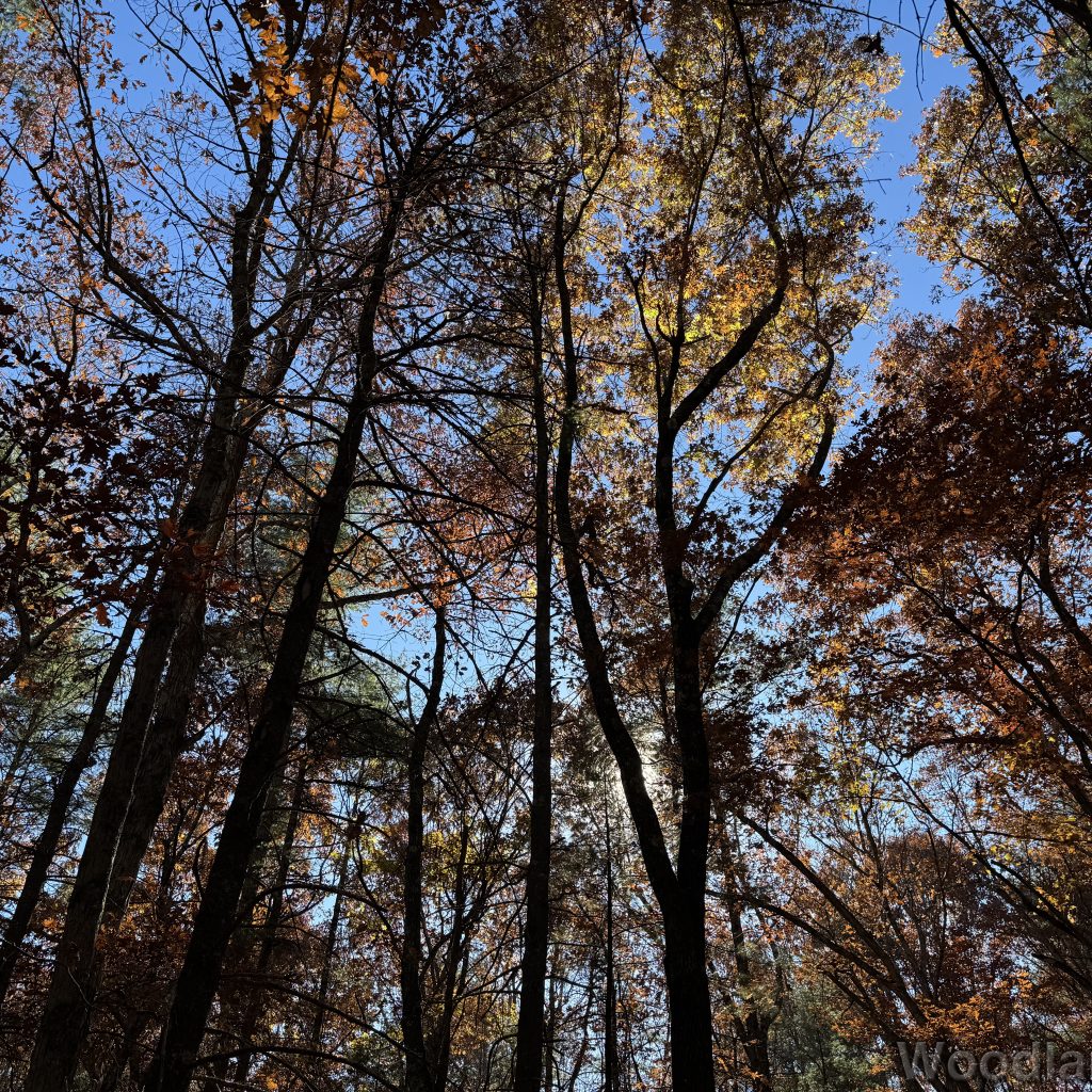 Trees with vibrant fall colors capturing the essence of autumn