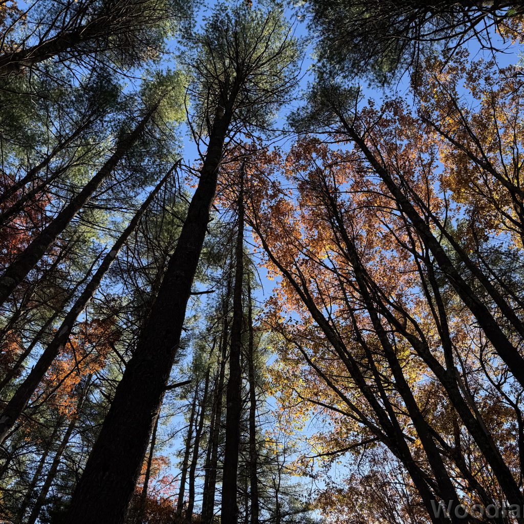 Trees reaching toward the sky with green and orange leaves illuminated by sunlight