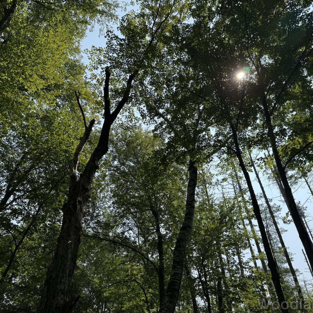 Bright sun shining through towering trees with green leaves