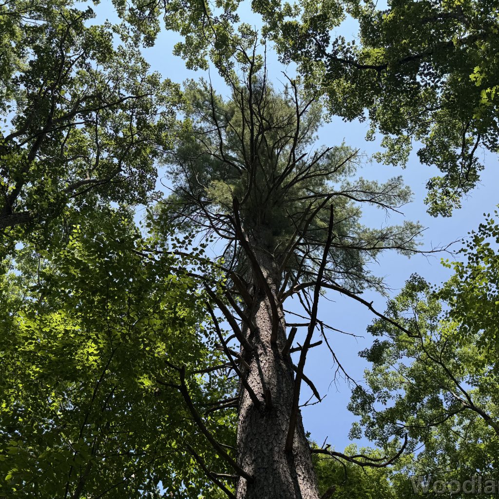 Large white pine towering above surrounding trees