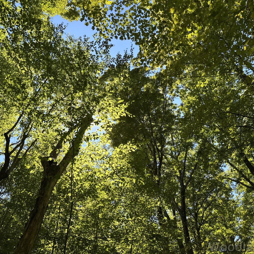 Bright sunlight illuminating green leaves in a towering canopy