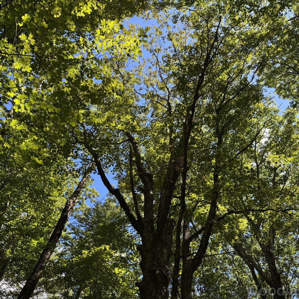 Sunlight filtering through a lush green canopy of tall trees