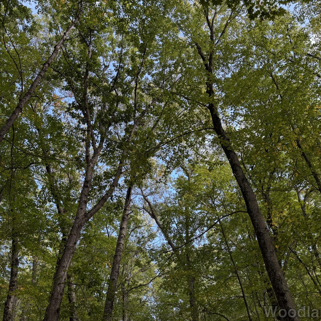 Trees with green leaves covering the blue sky