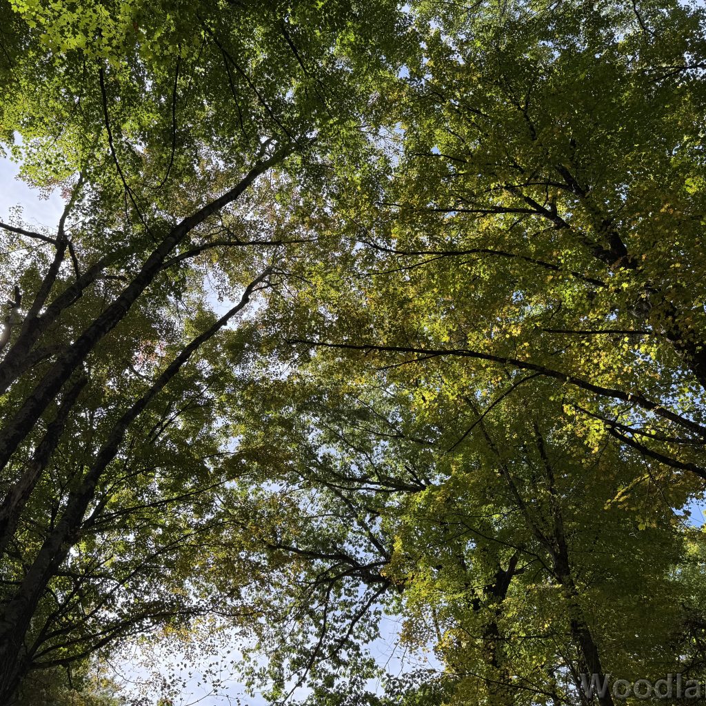 Enormous trees forming a massive forest canopy