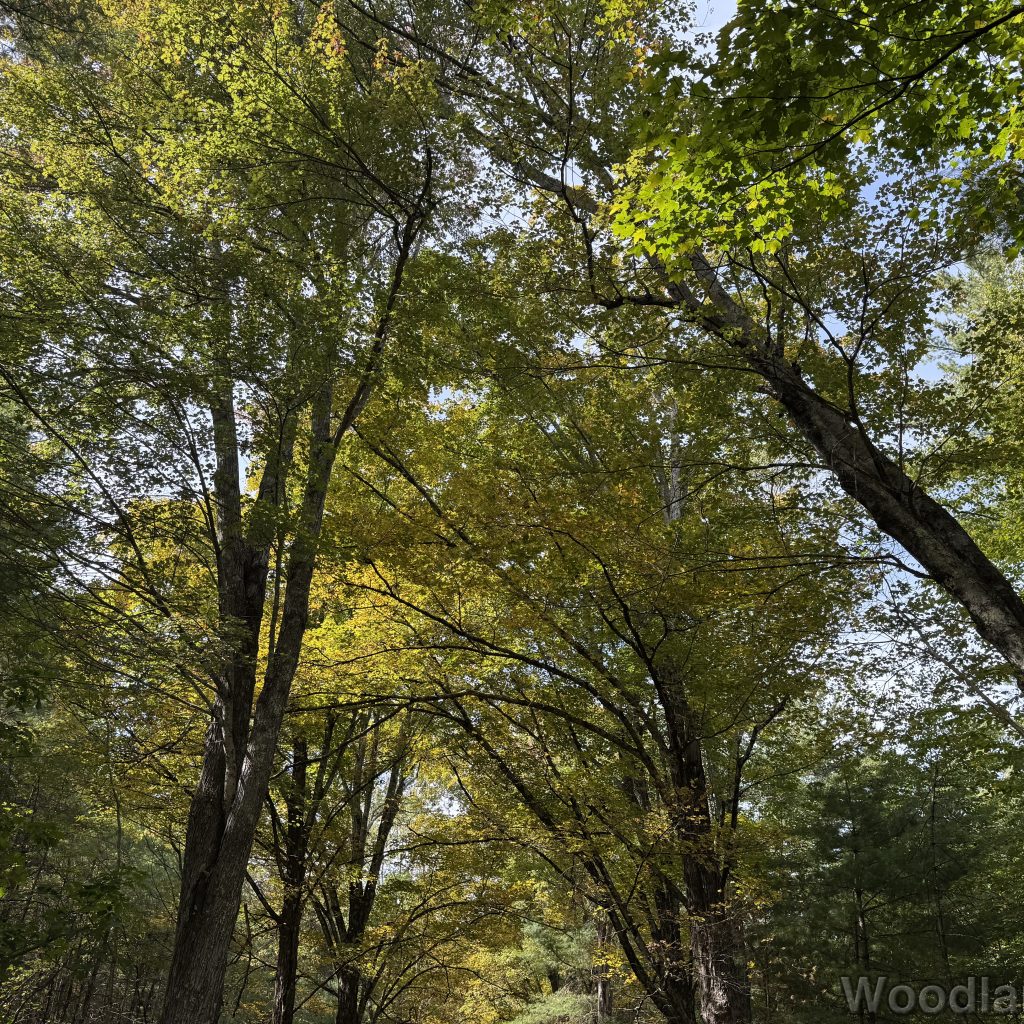 Trees stretching upward with large crowns of green leaves