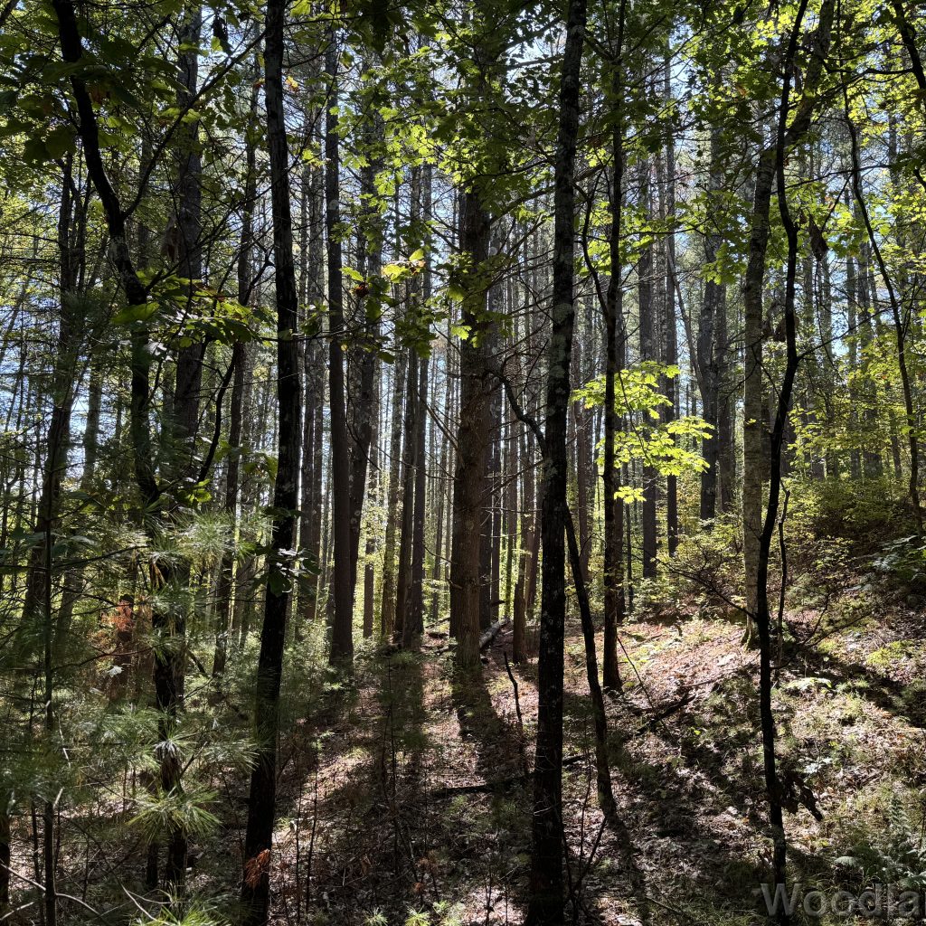 Sunlight filtering through a dense forest