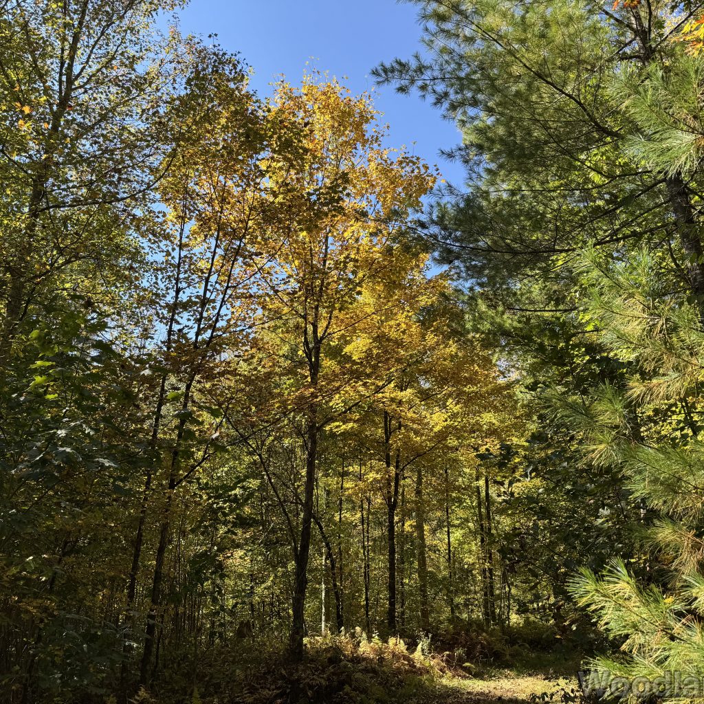 Forest trail with early fall hints of yellow leaves