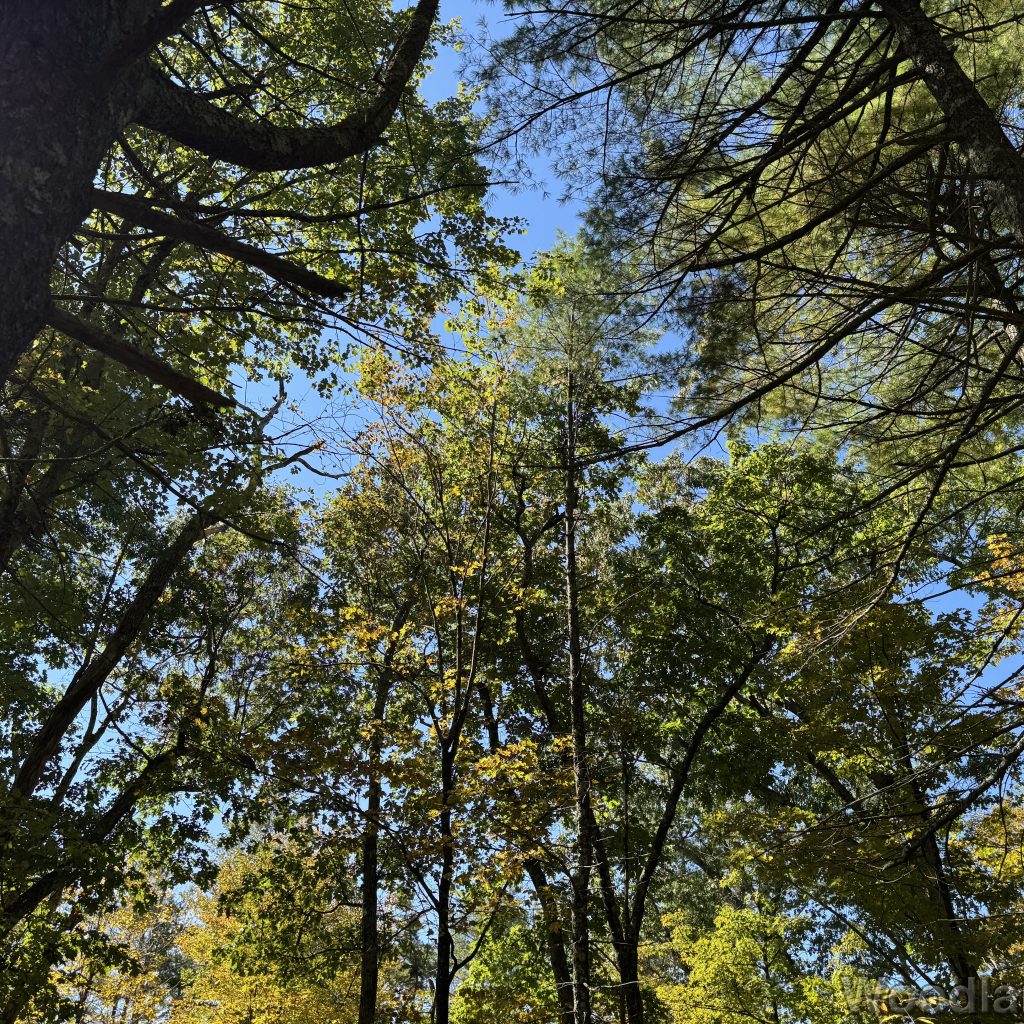 Trees stretching upward with bright green leaves
