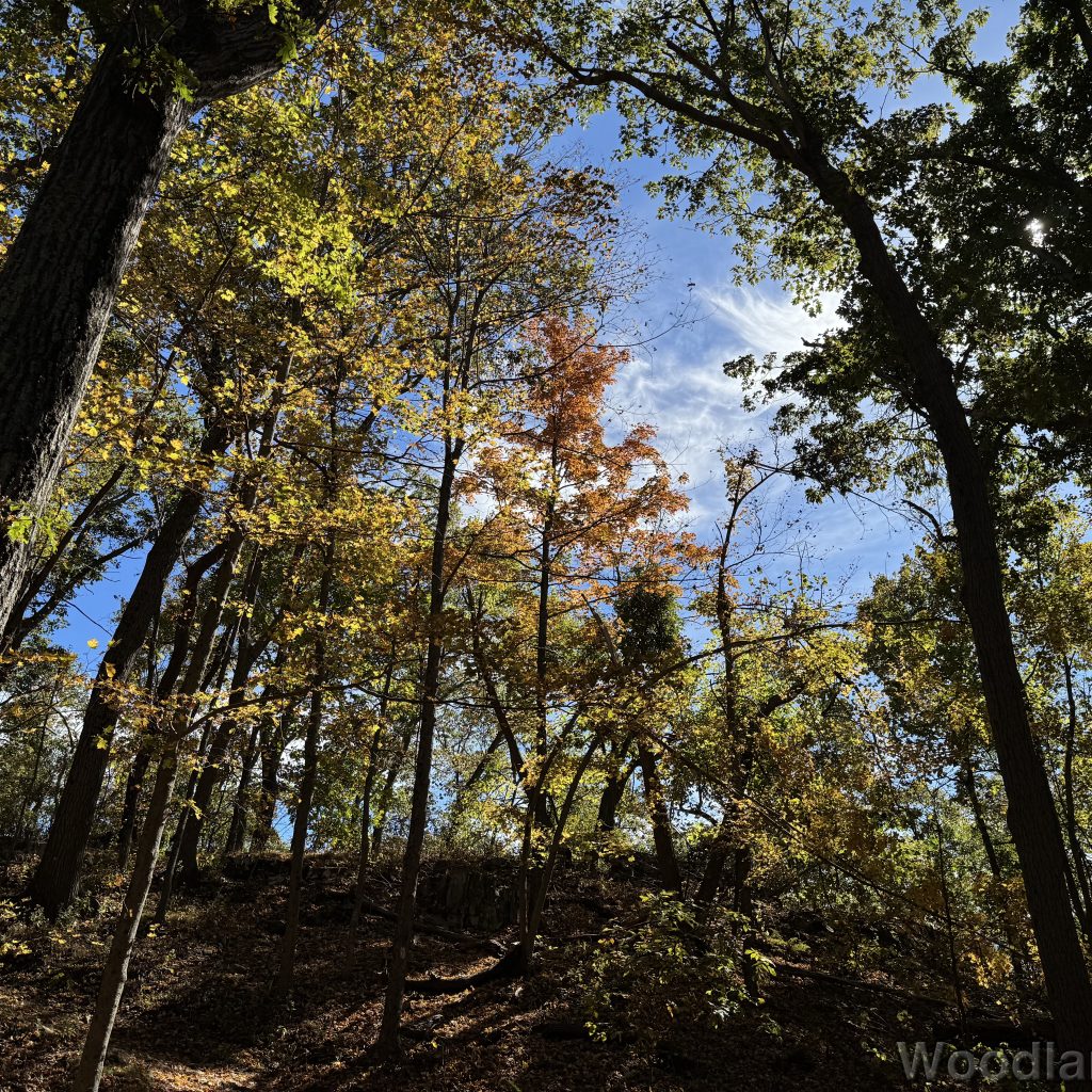 Sunlight filtering through the canopy on a shaded mountain slope