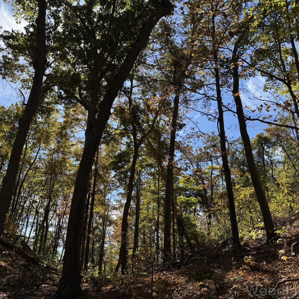 Trees stretching upward on a shady mountain slope with green leaves