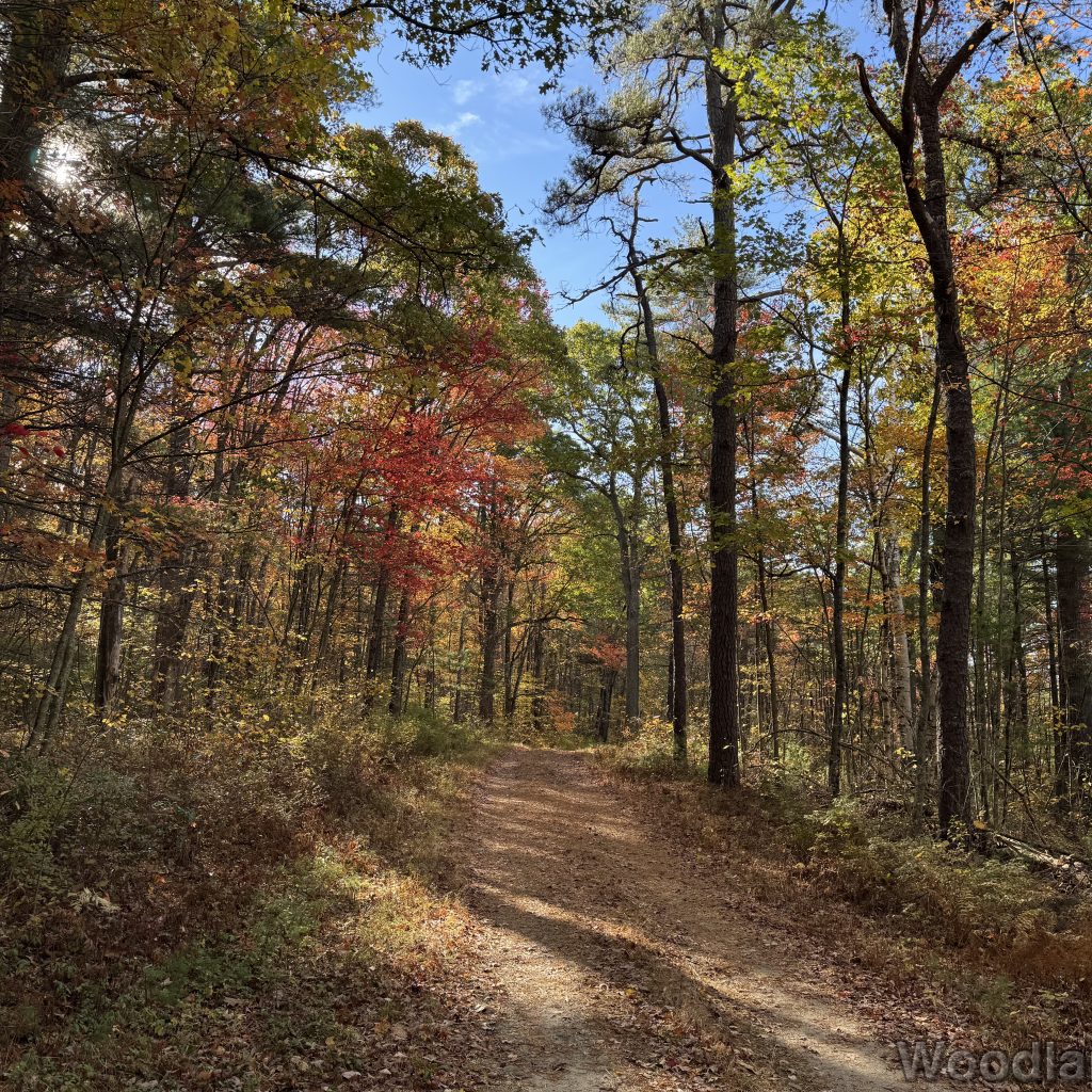Early fall forest with leaves beginning to change color