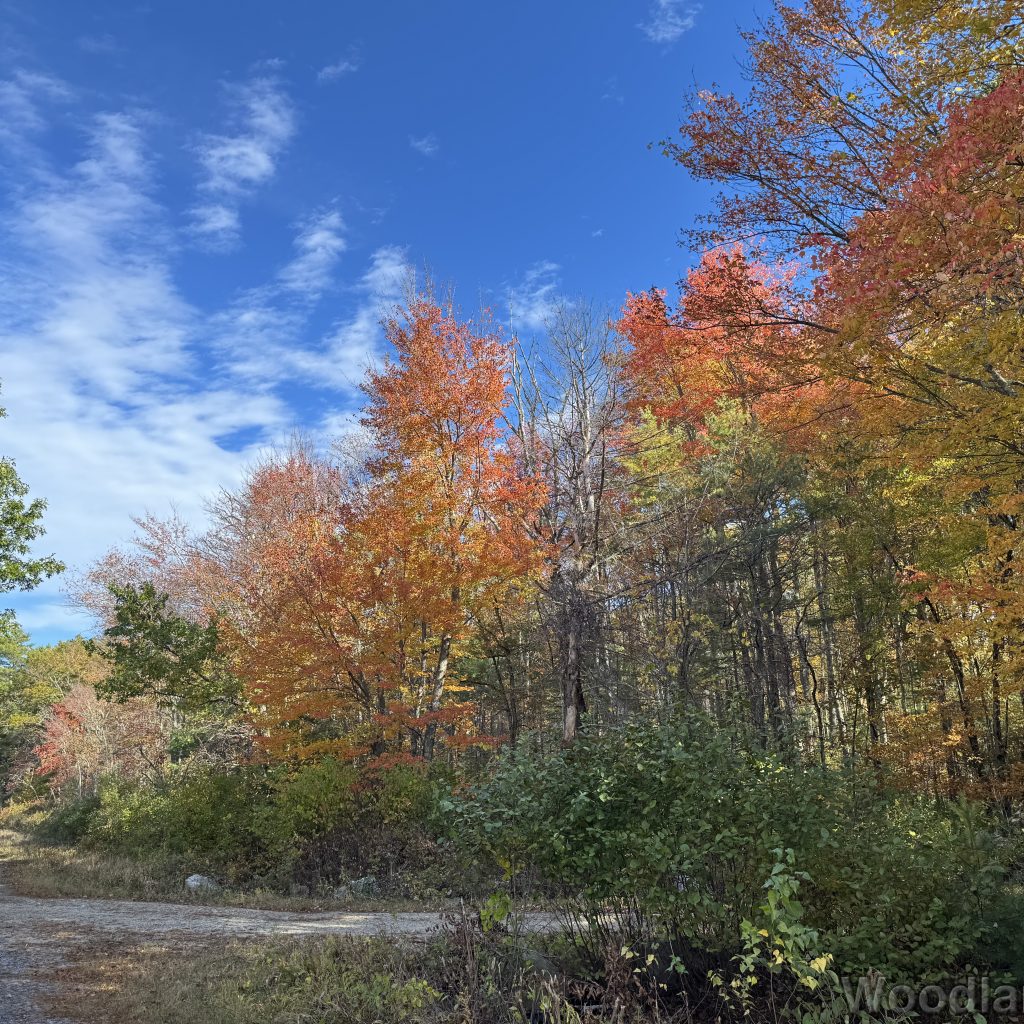 Early fall foliage on a crisp clear day
