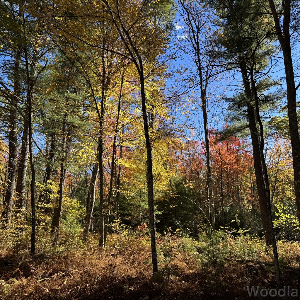 Forest scene with yellow, orange, and red leaves illuminated by sunlight