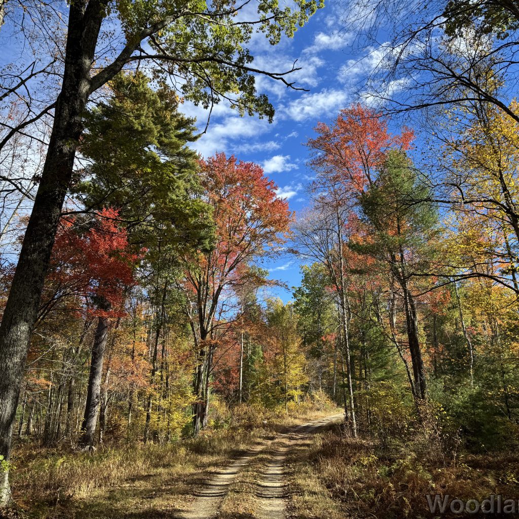 Serene forest road curving upward surrounded by orange, yellow, and green foliage