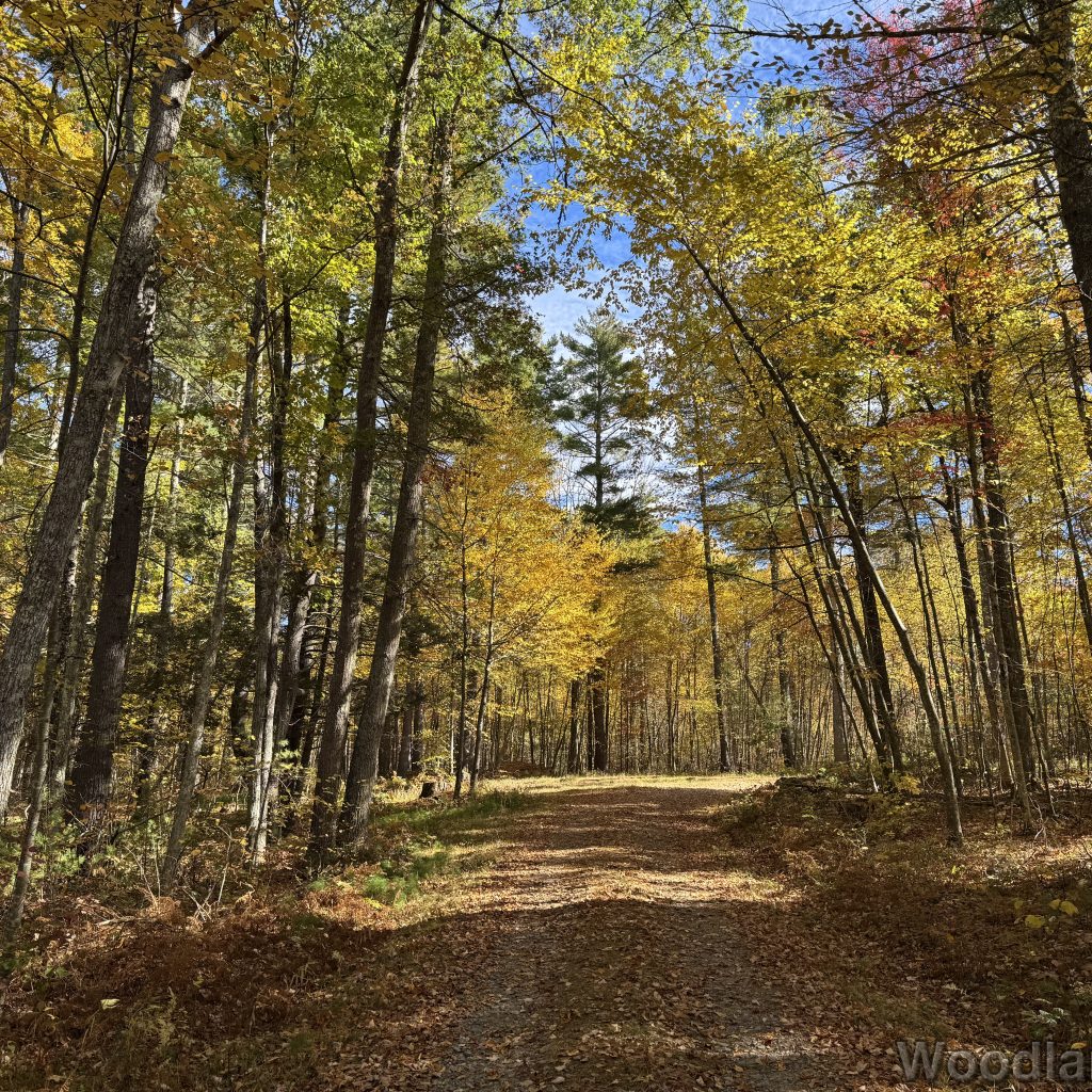 Bend in a forest road surrounded by yellow and green foliage