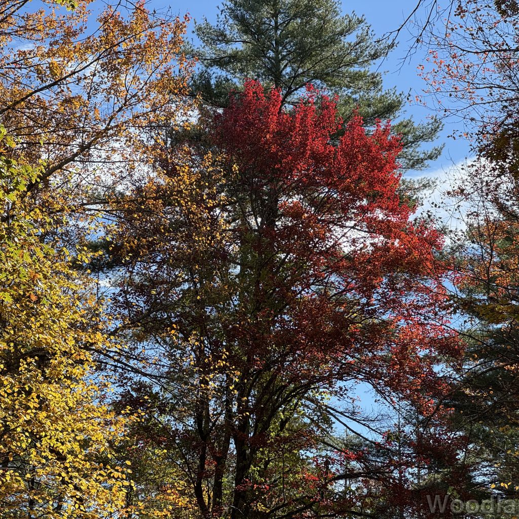 Autumn forest scene with a variety of colors centered on bright red foliage