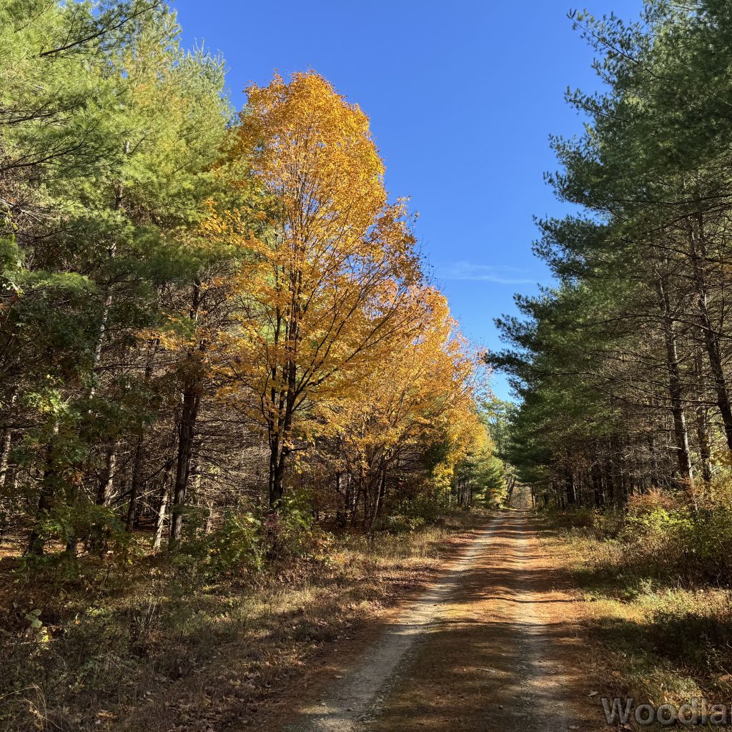 Maple trees with bright yellow leaves along a rural forest road under a crisp blue sky