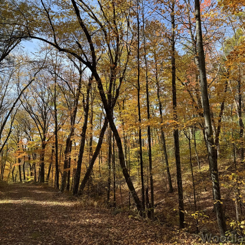 Forest road flanked by vibrant fall foliage