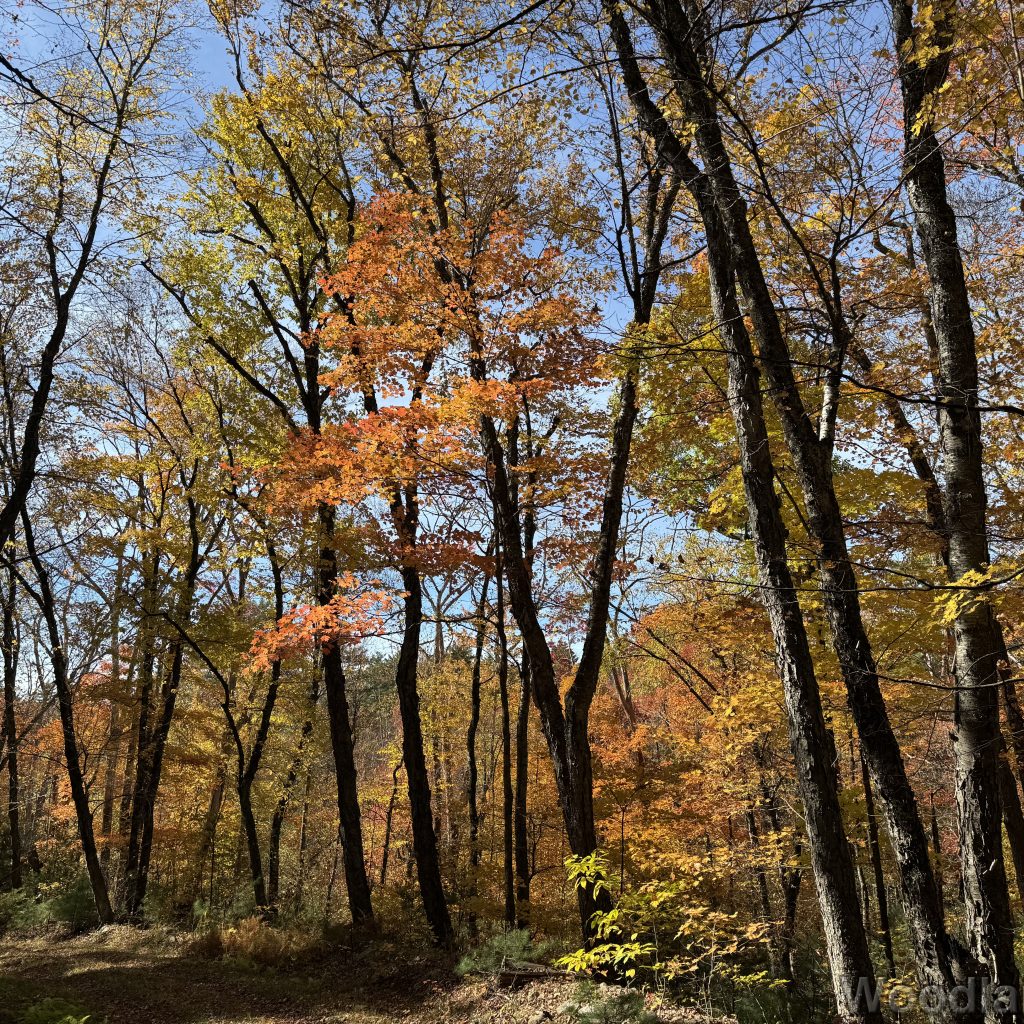 Forest road surrounded by vibrant yellow and orange fall foliage under a clear blue sky