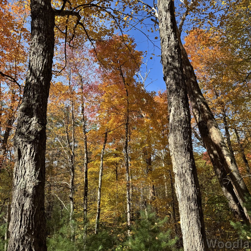 Maple trees with vibrant yellow and orange fall foliage