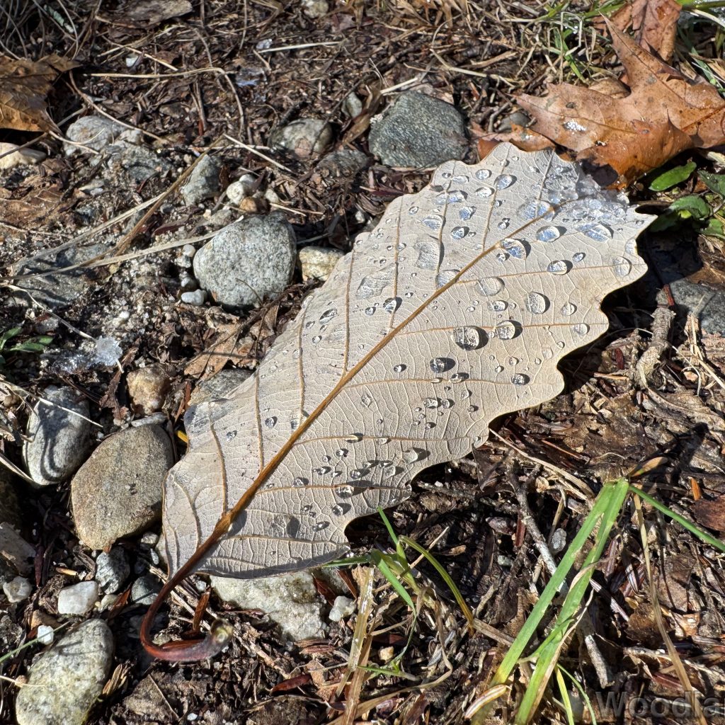 Chestnut oak leaf on the ground with pristine water droplets