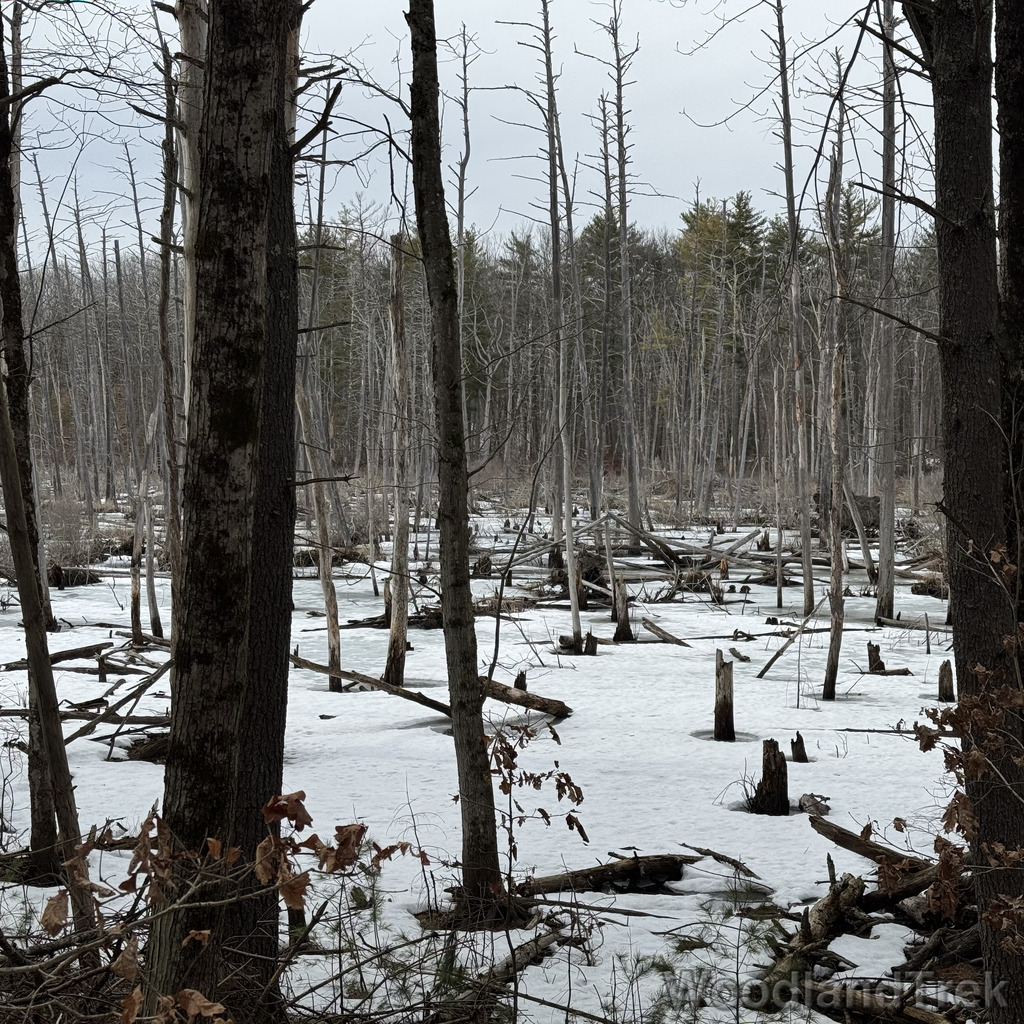 2026-03-13_152039_00