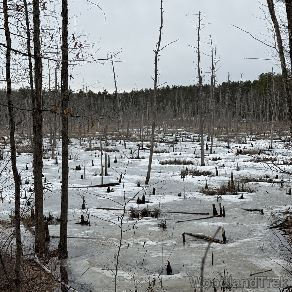 2026-03-13_153843_00