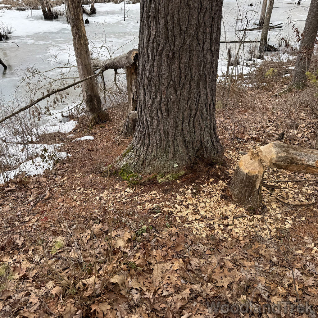 2026-03-13_154454_00