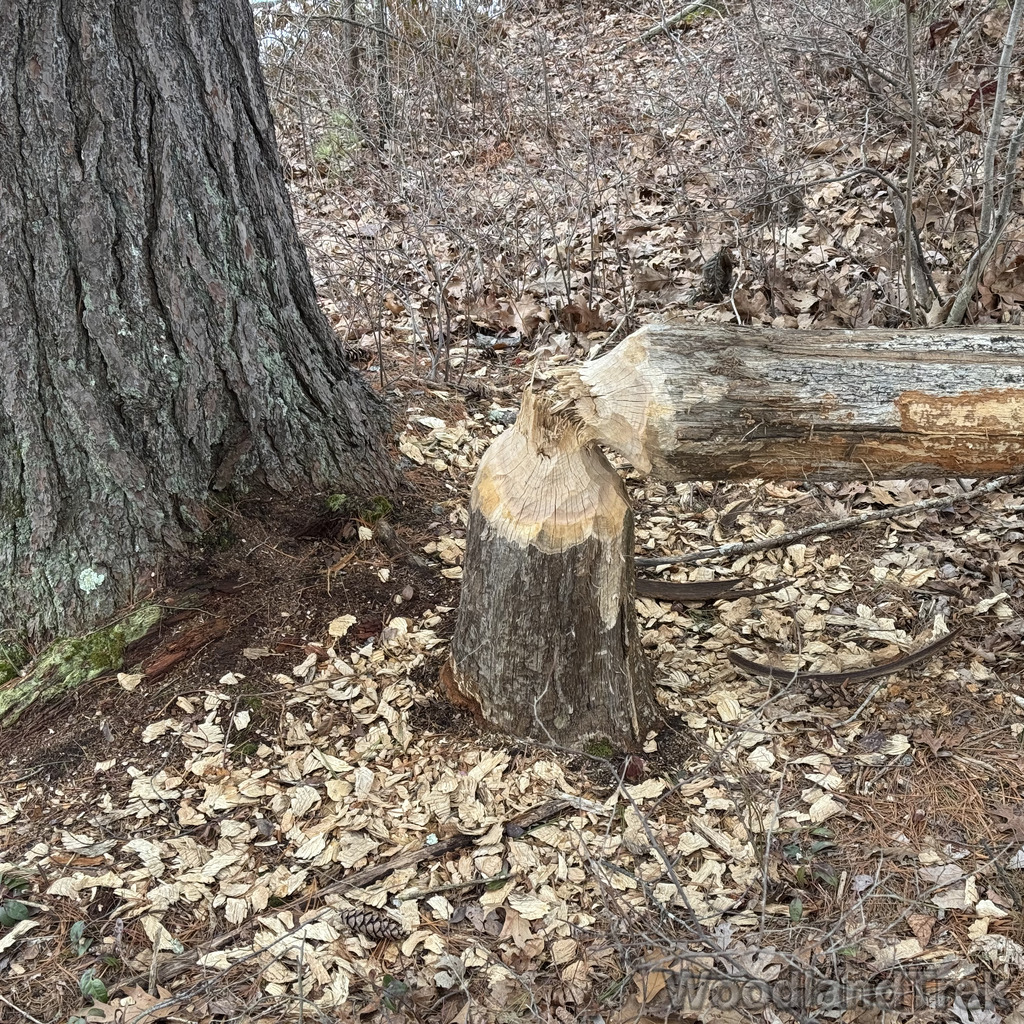 2026-03-13_154459_00