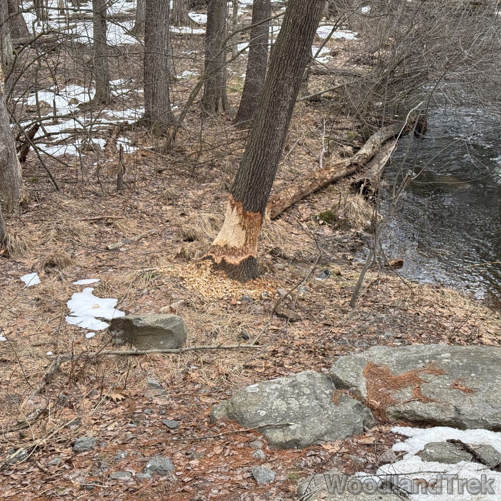 2026-03-13_155522_00