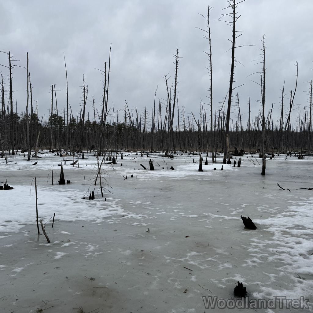 2026-03-13_161433_00