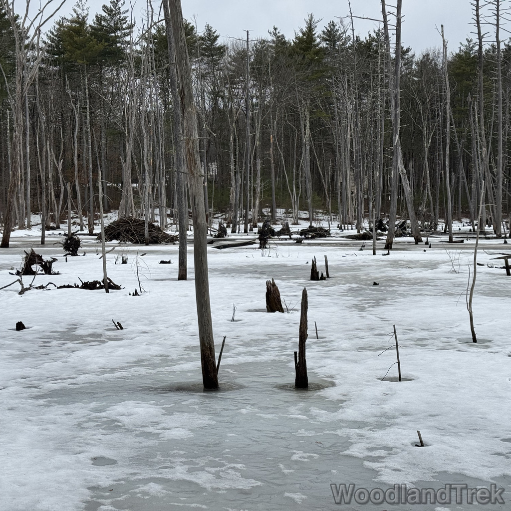 2026-03-13_161444_00