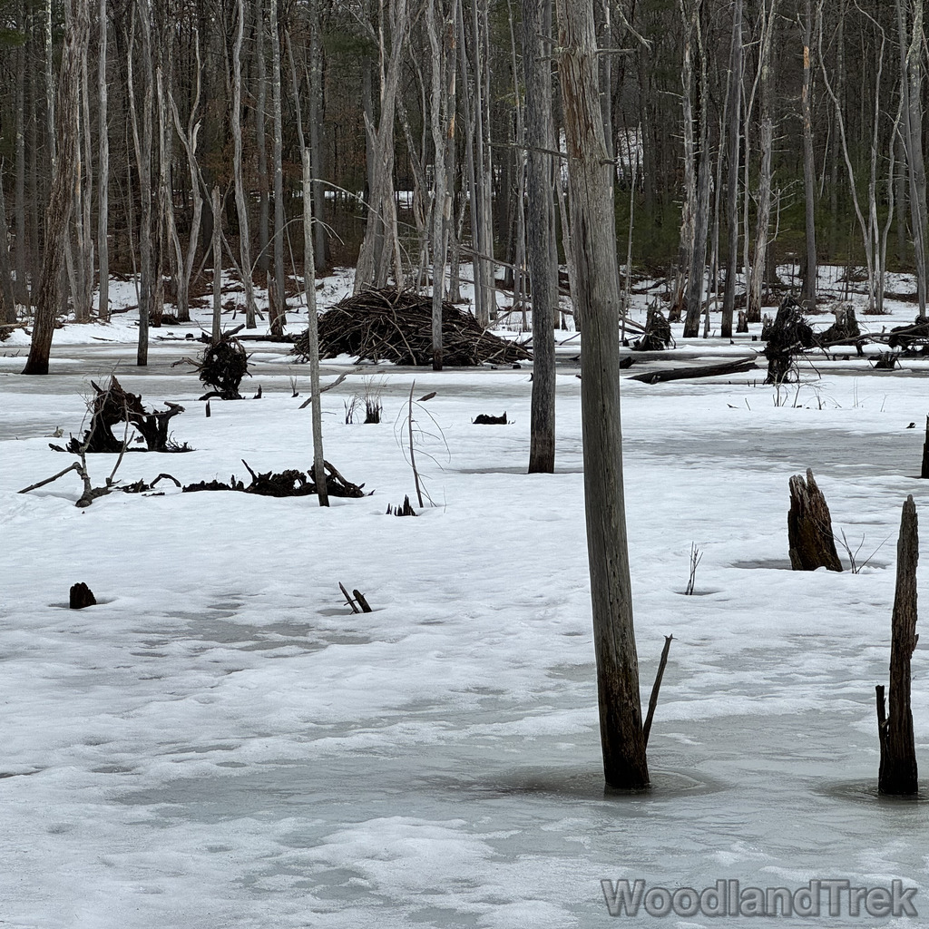 2026-03-13_161446_00