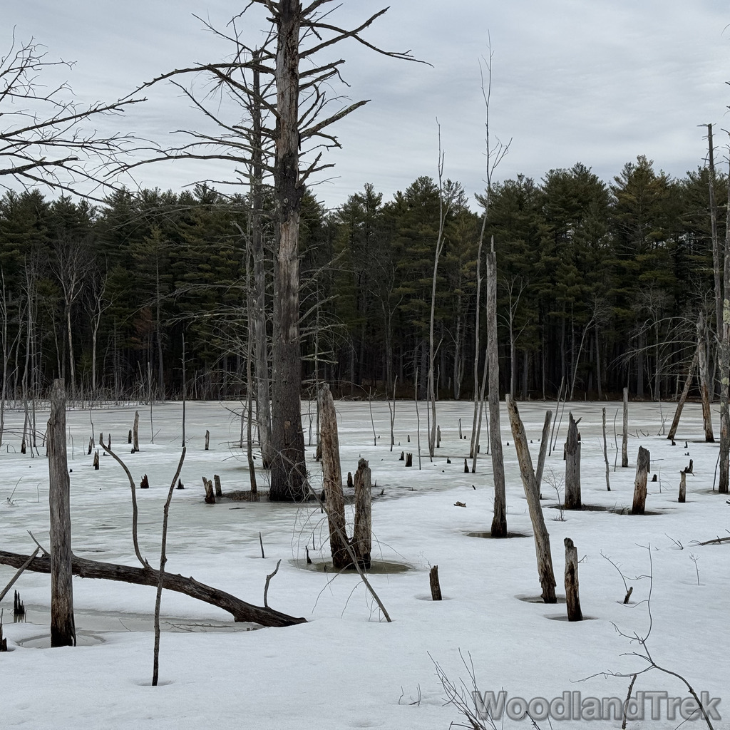 2026-03-15_133959_00