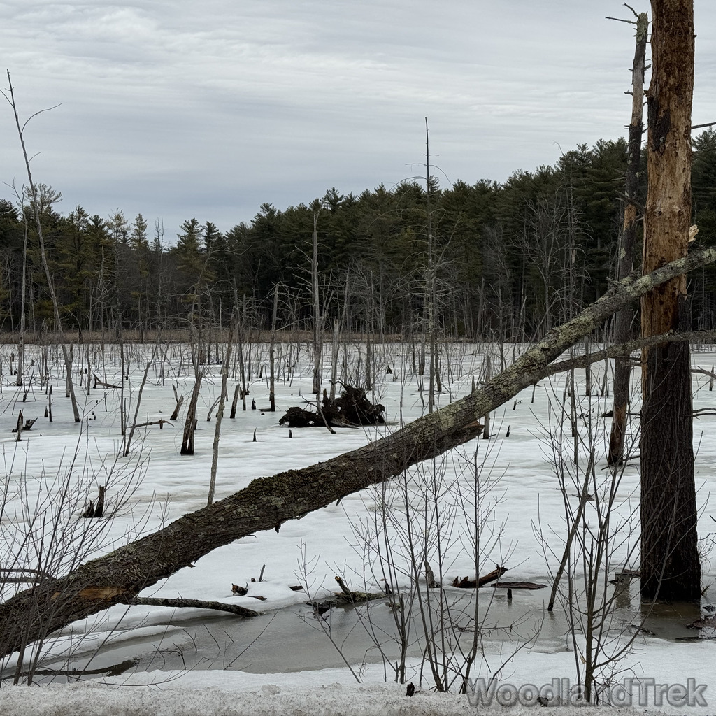 2026-03-15_134014_00