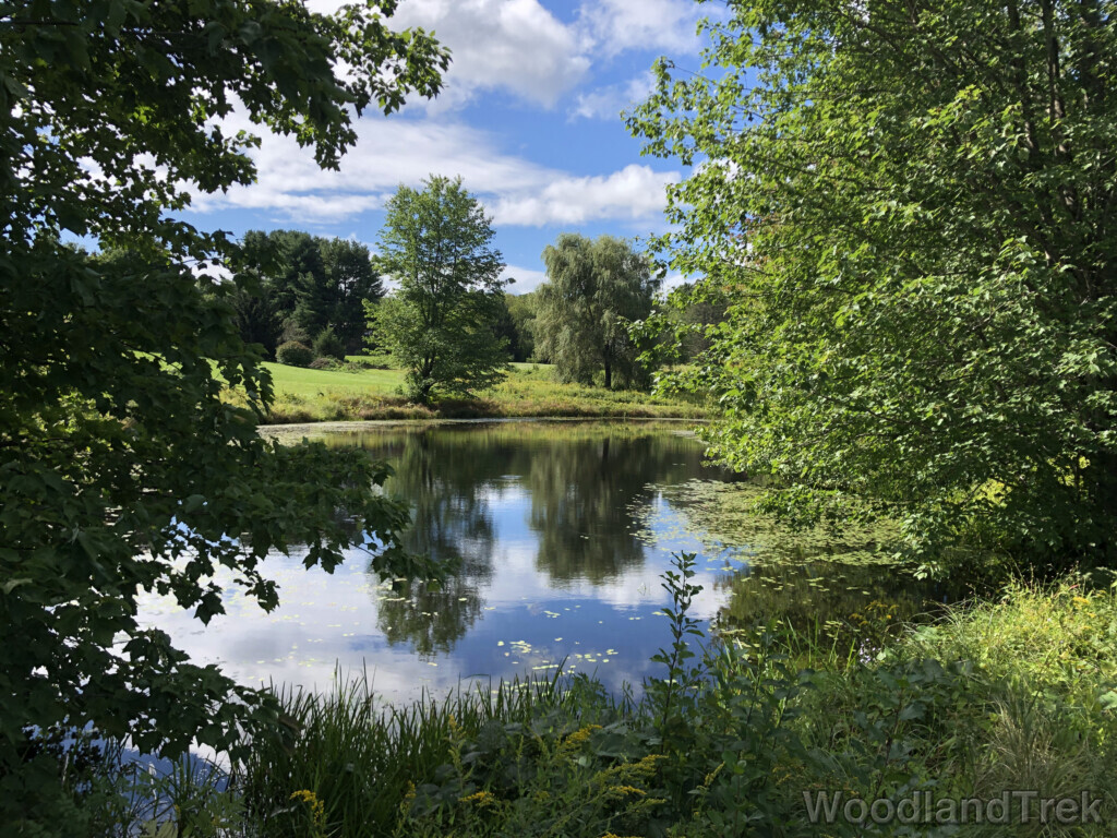 Smooth-surfaced pond surrounded by trees and open grassland