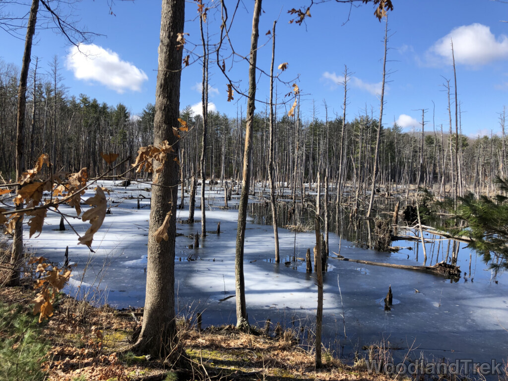 View across a beaver pond as the ice begins to thaw