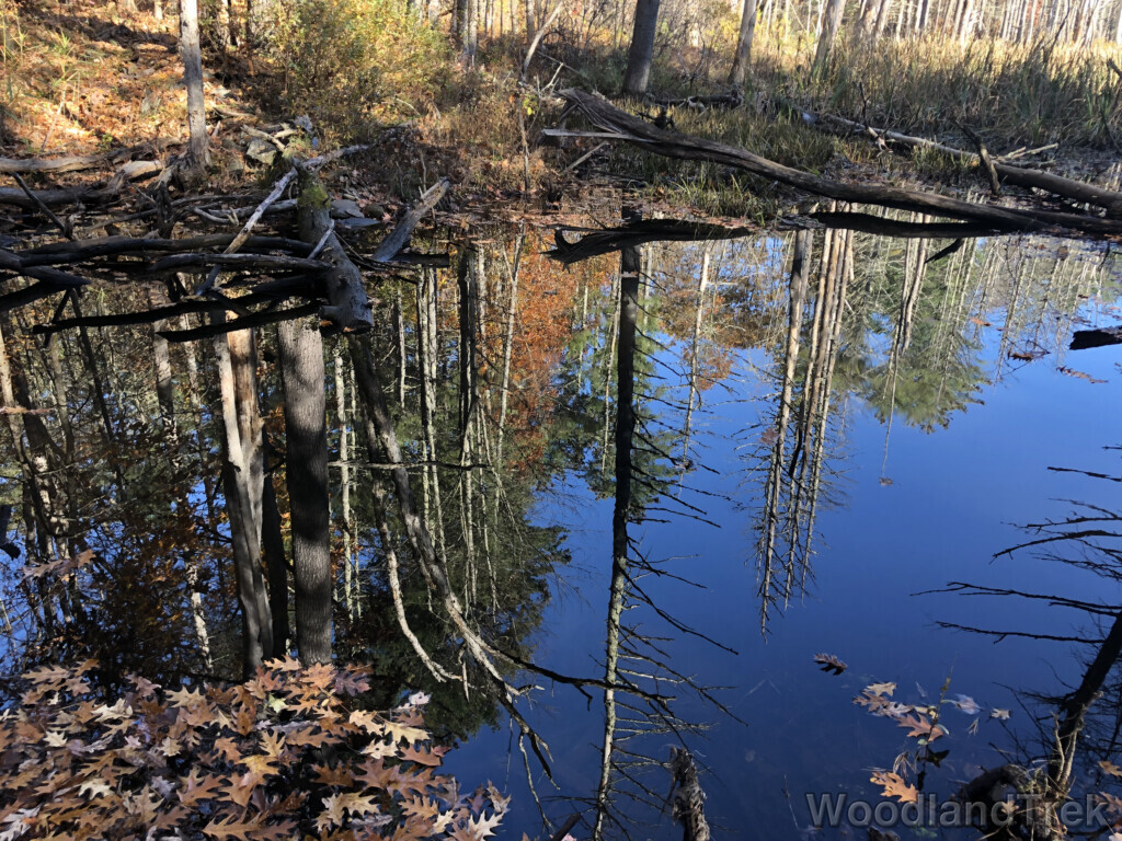 Perfectly still pond reflecting shoreline trees and the sky above