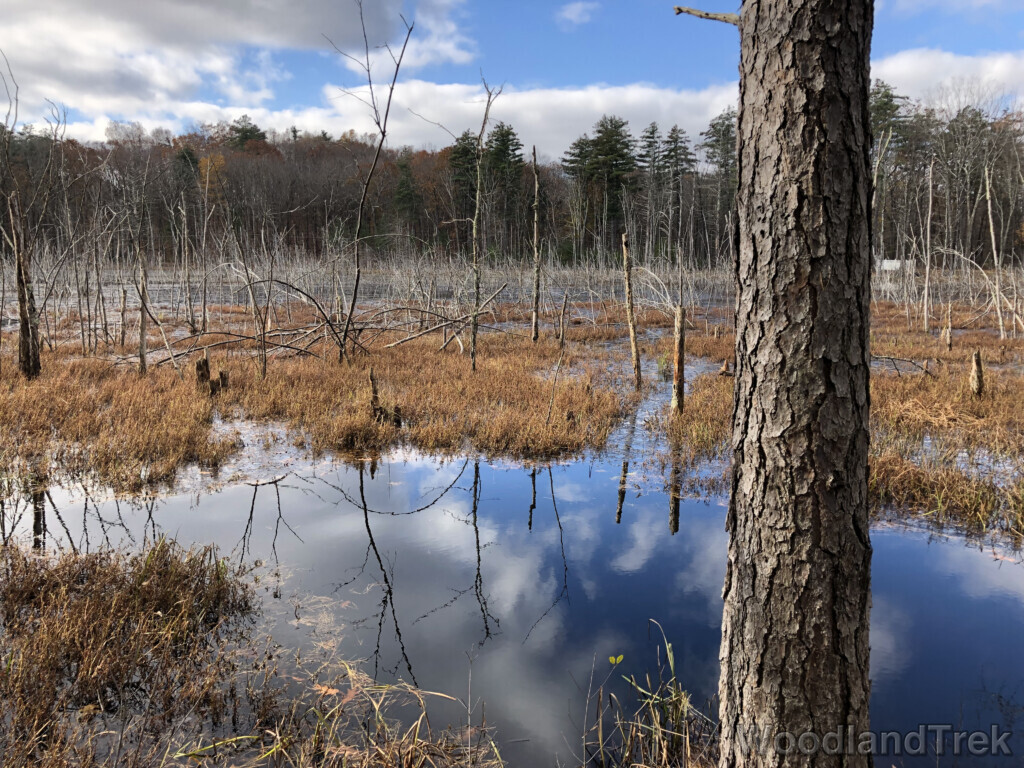 Sky and clouds reflected on a pond with standing dead trees and brown winter grasses