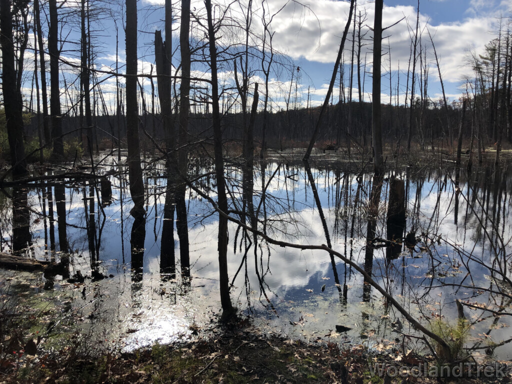 Clouds and silhouetted trees reflected on a smooth pond surface
