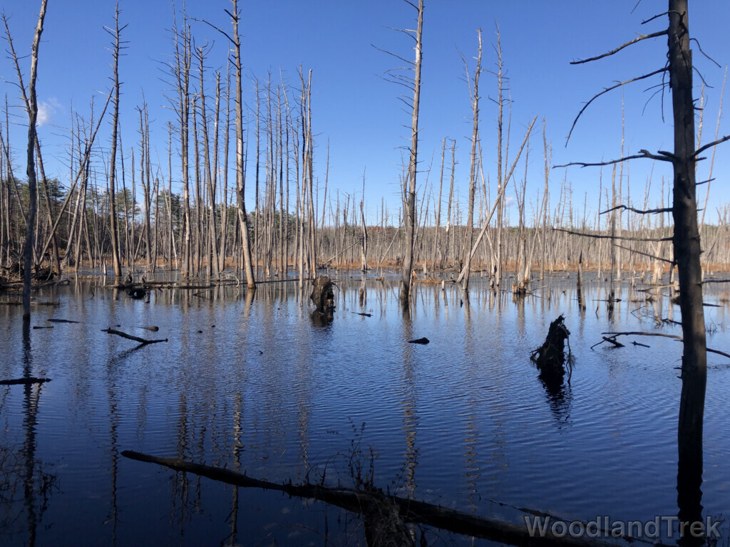 Ripples gliding across a pond reflecting blue sky